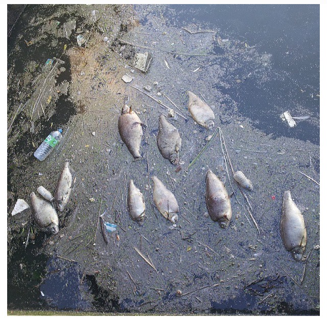 Dead fish in London's river Lea caused by pollution after a storm